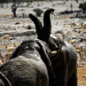 Elephants saying hello - Etosha, Namibia