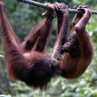 Orang Utans playing at Sepilok Orang-Utan Rehabilitation Centre - Sandakan, Borneo