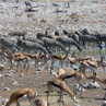 Zebra and Spring Bok at a waterhole - Etosha, Namibia
