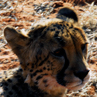 Cheetah - Namibia