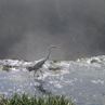Egret at the edge of the Iguazu Falls - Iguazu, Brazil