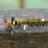 Caterpiller - Borneo