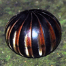Rolled up millipede - Borneo