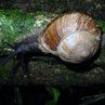Snail