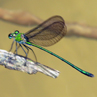 Damson fly - Borneo