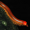 Millipede - Borneo