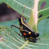 Grasshopper - Borneo