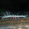 Another Caterpiller - Borneo
