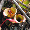 Pitcher Plant - Mt Roraima, Venezuela