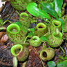 Group of samll pitcher plants - Kona Kinabulu, Borneo