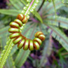 Fern waiting to open - Borneo