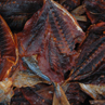 Dried fish
