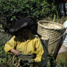 Tea picker - Darjeeling, India 