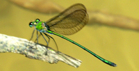 mayfly 